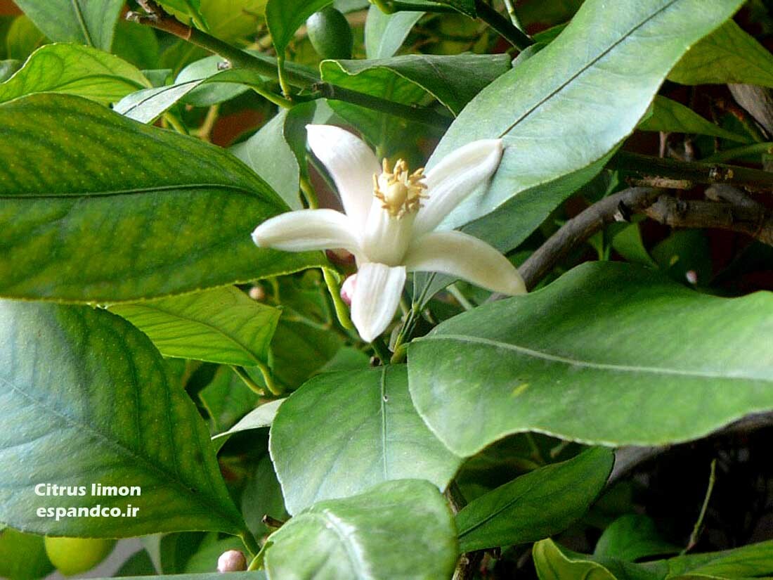  بذر لیمو ترش 